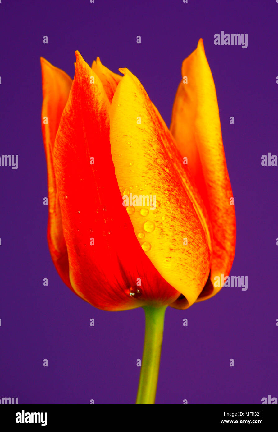 L'orange vif et jaune printemps tulipe après la pluie. Banque D'Images