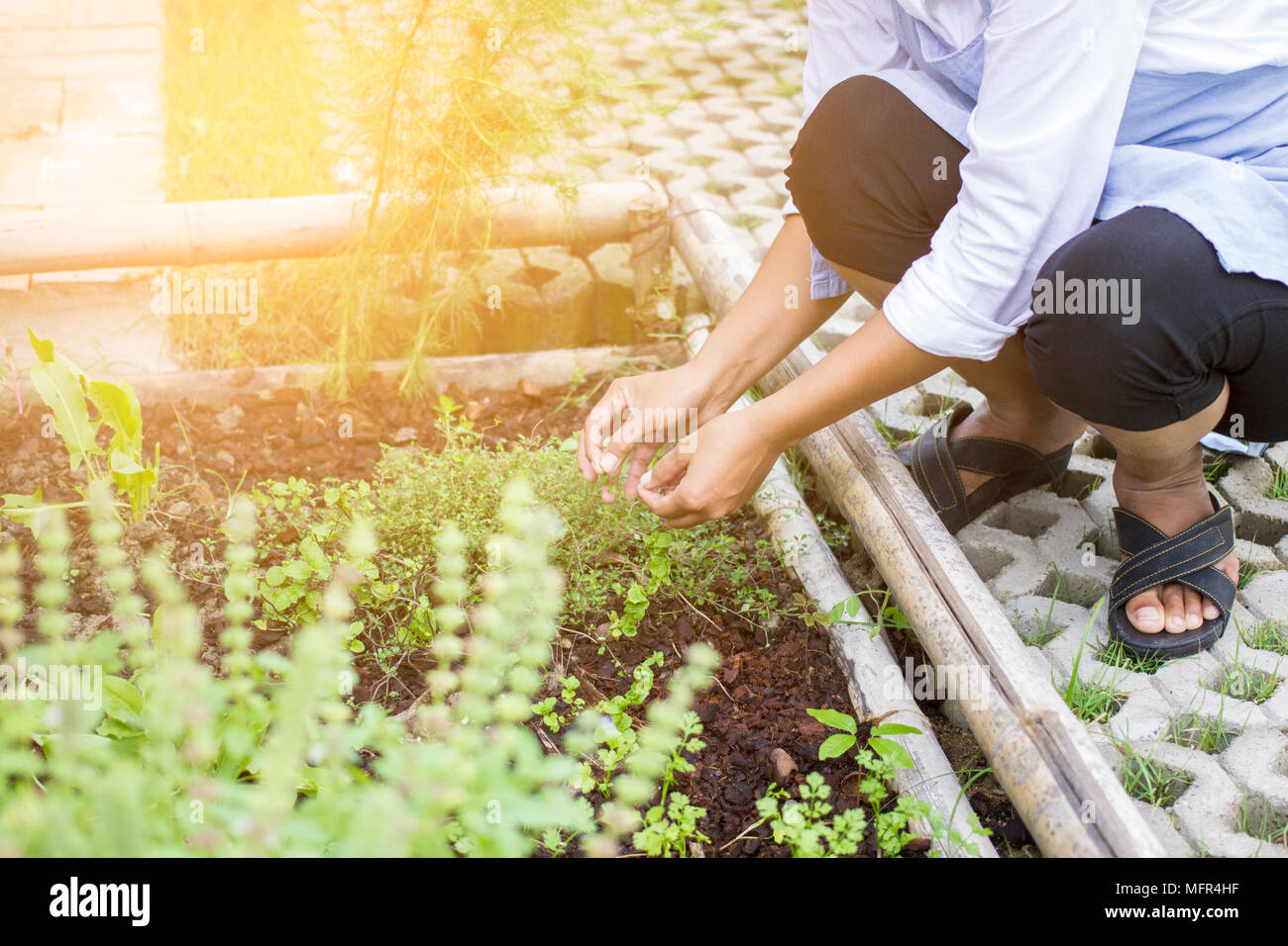 Récolte des plantes dans un jardin de fines herbes Banque D'Images