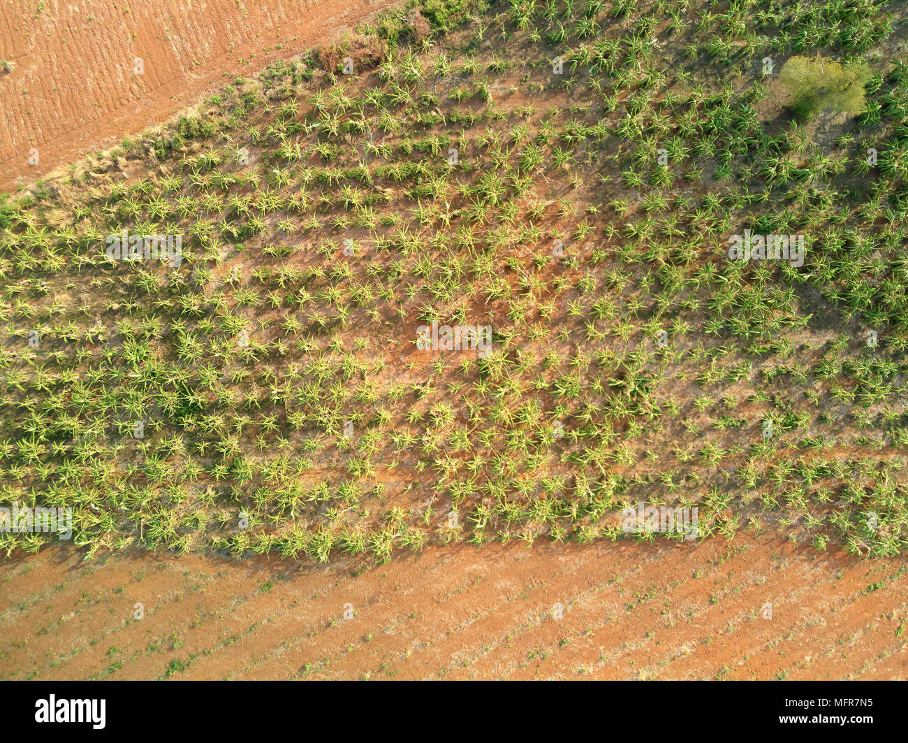 Drone aérien Vue sur campagne Cambodge Banque D'Images