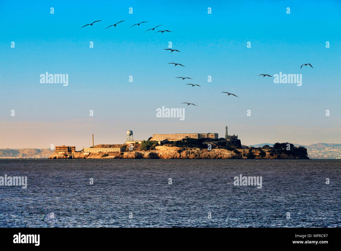 L'île d'Alcatraz dans la baie de San Francisco. Seagull flying, en mouvement. Banque D'Images