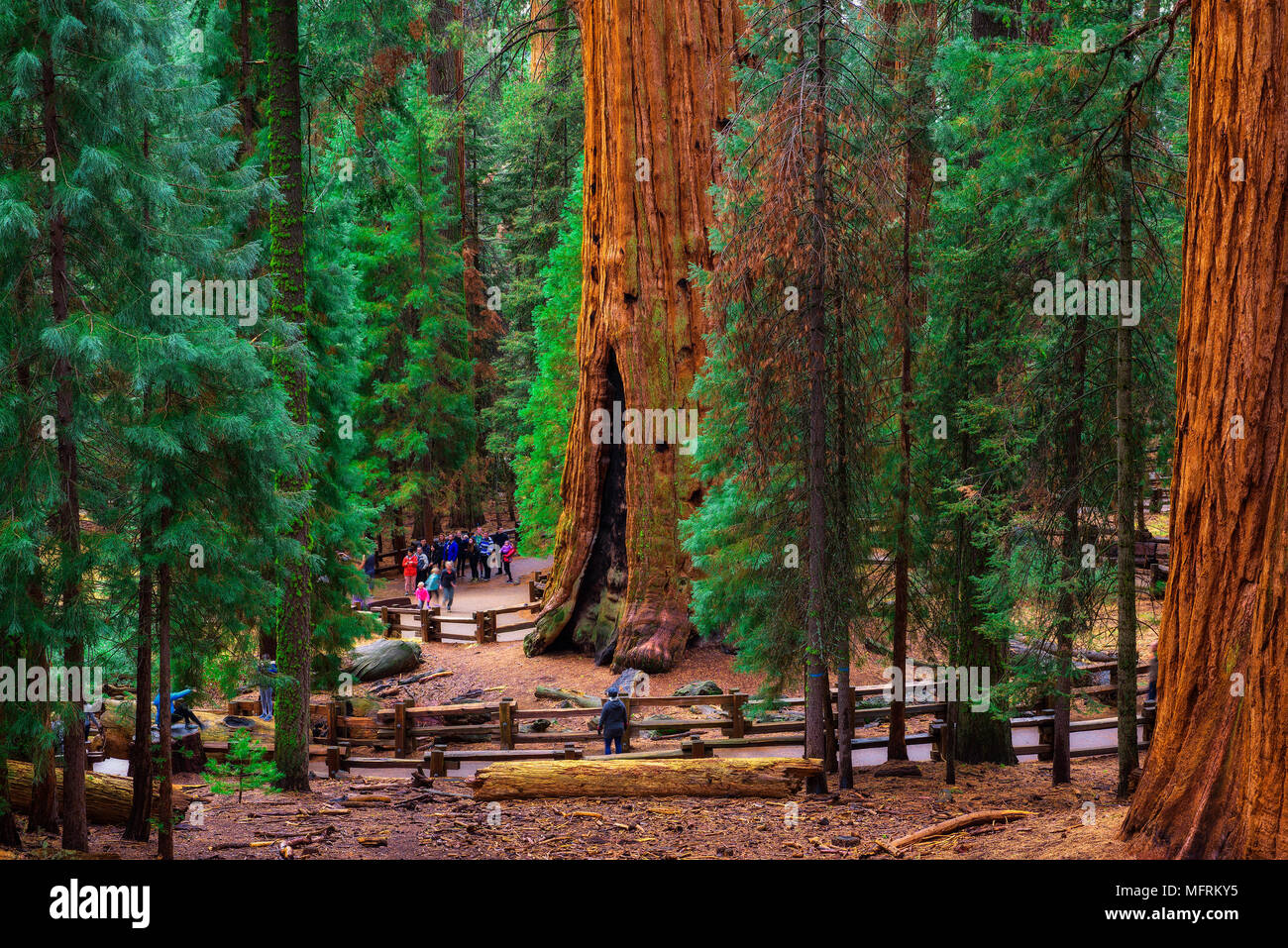 Groupe de touristes par un arbre séquoia géant Banque D'Images