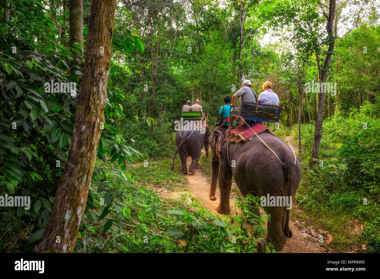 Les touristes circonscription éléphants en Thaïlande Banque D'Images