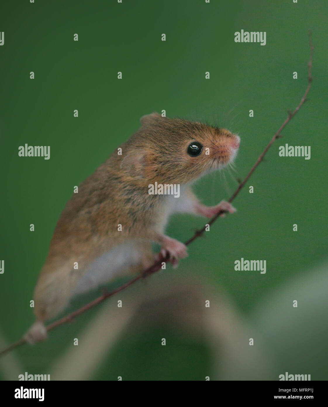Micromys minutus (souris) Banque D'Images