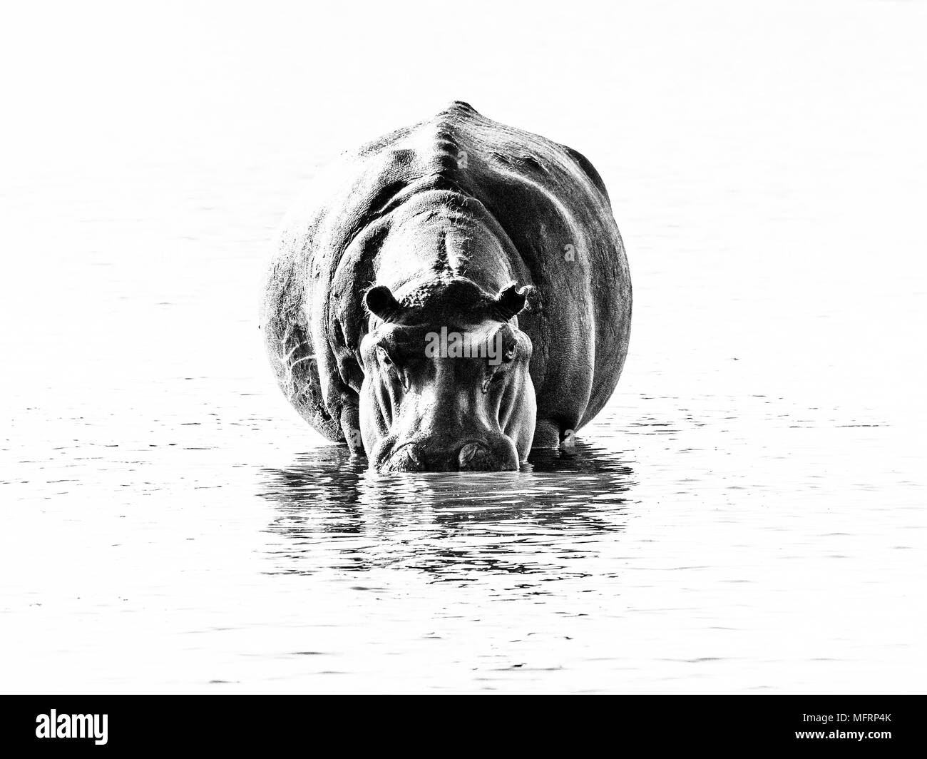 Hippopotame (Hippopotamus amphibius) est dans l'eau, Kruger National Park, Afrique du Sud Banque D'Images