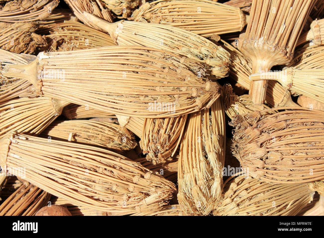 'Cure-dents" - cure-dents - le berbère de chefs d'Ammi visnaga(Toothpickweed) Banque D'Images