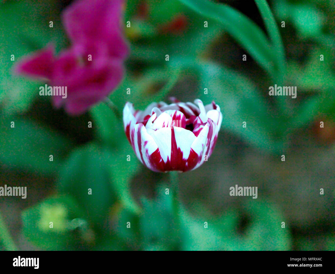 Tulipes colorées en jardin public Banque D'Images