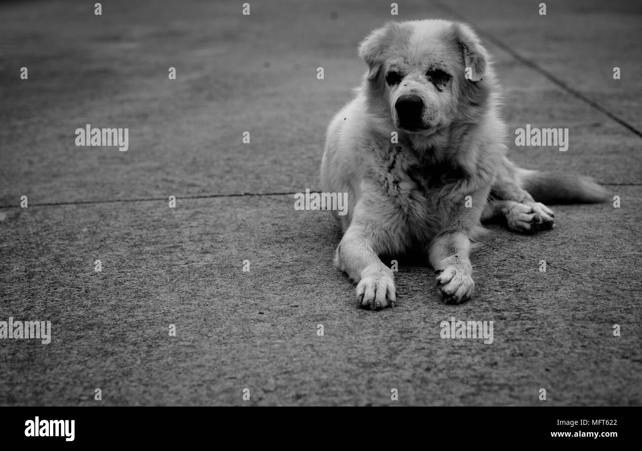Stray race mélangée chiens assis sur un sol en béton de la vieillesse et de la mauvaise santé condition avec l'effet vignette dans le ton noir et blanc, portrait. Banque D'Images