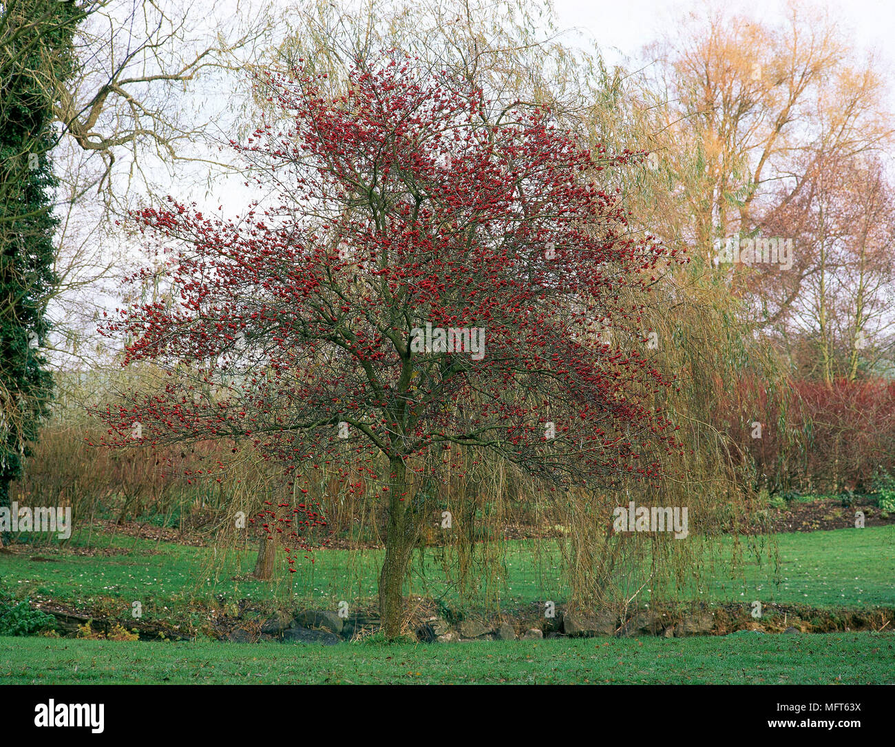 Jardin avec arbres à feuillage de l'automne, Banque D'Images