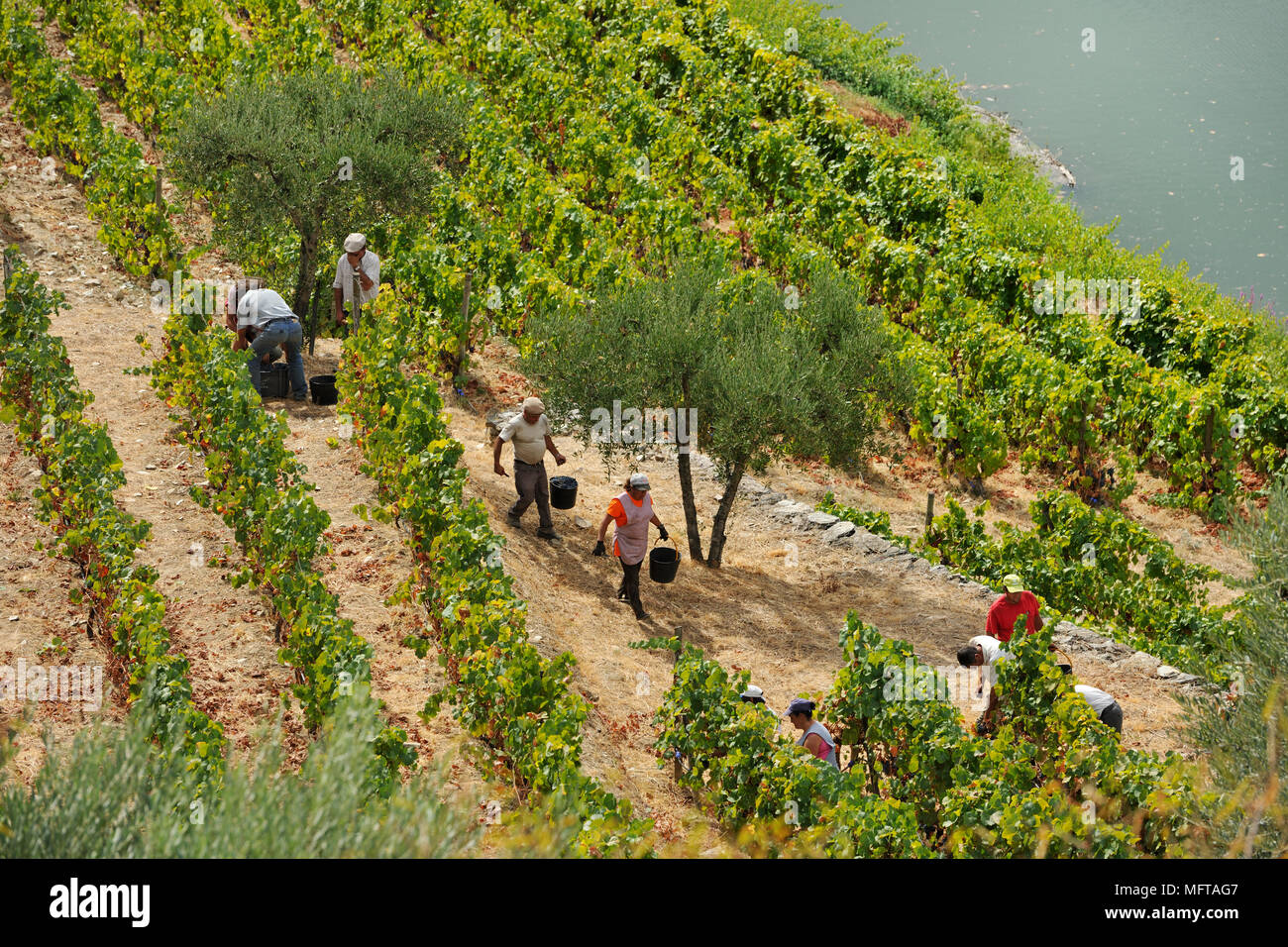 La récolte des raisins le long de la rivière Tedo, un affluent du fleuve Douro. Alto Douro, site du patrimoine mondial de l'Unesco, Portugal Banque D'Images