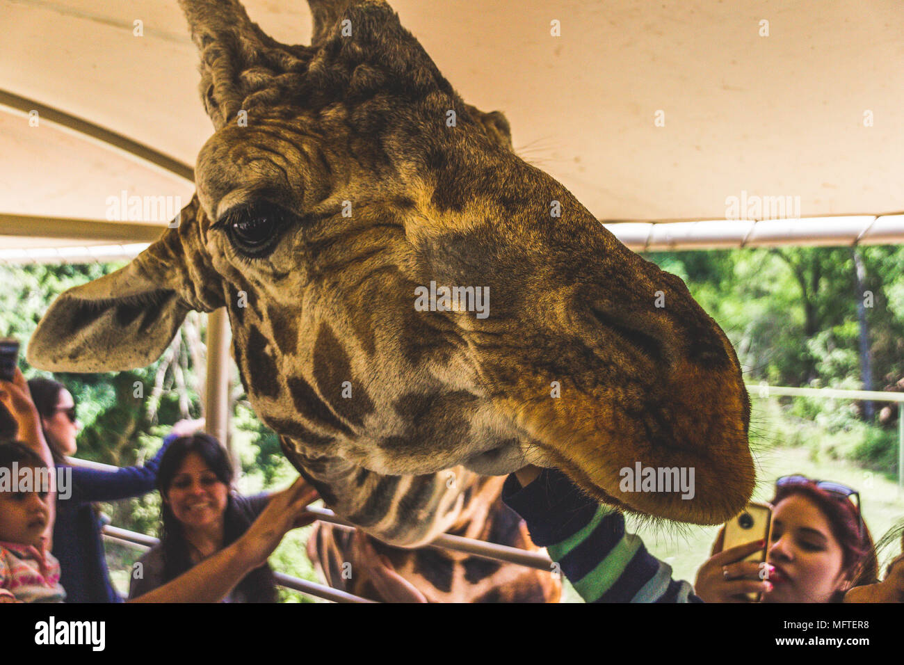 Monterrey, Nuevo León/ México - 4/8/2018 : [Photo d'une girafe poussant la tête dans un camion safari dans Bioparque Estrella] Banque D'Images