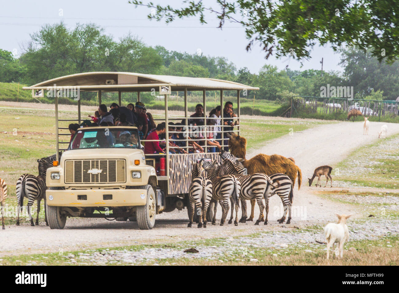 Monterrey, Nuevo León/ México - 4/8/2018 : [Photo d'un camion safari entouré par les animaux en Bioparque Estrella] Banque D'Images