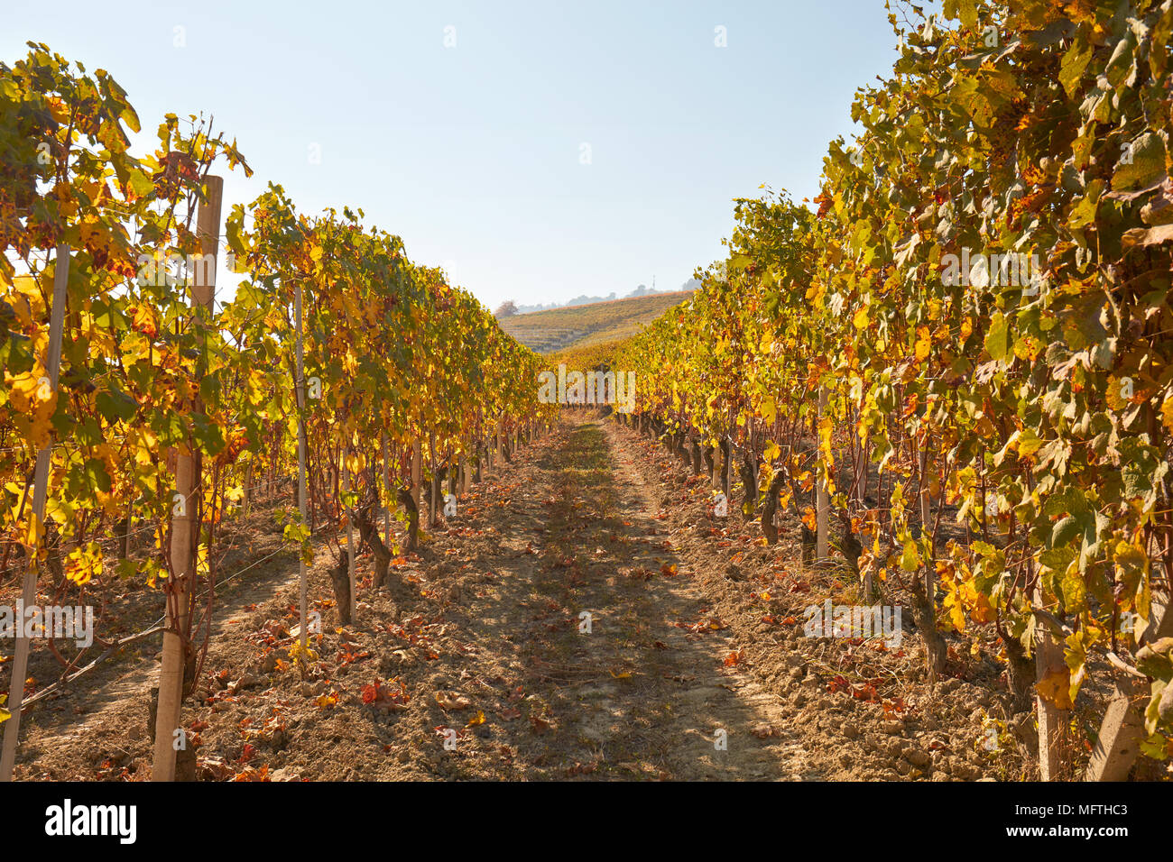 Chemin dans le vignoble en automne avec des feuilles jaunes dans une journée ensoleillée, point de fuite Banque D'Images