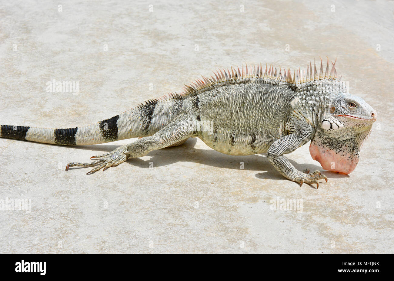 Beau mâle iguana reposant sous le soleil. Banque D'Images