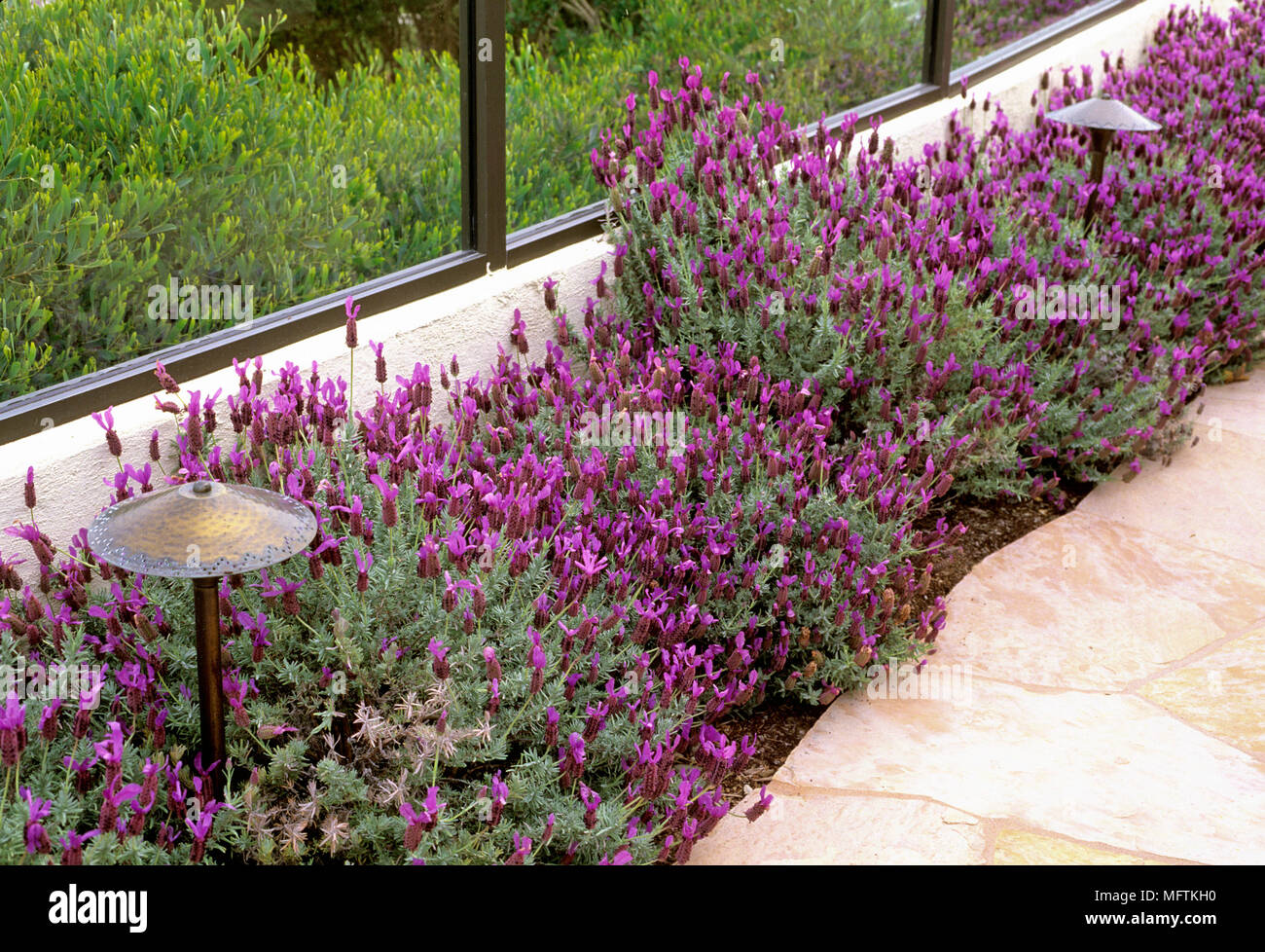 Fleur contemporaine de la frontière Lavandula stoechas Banque D'Images