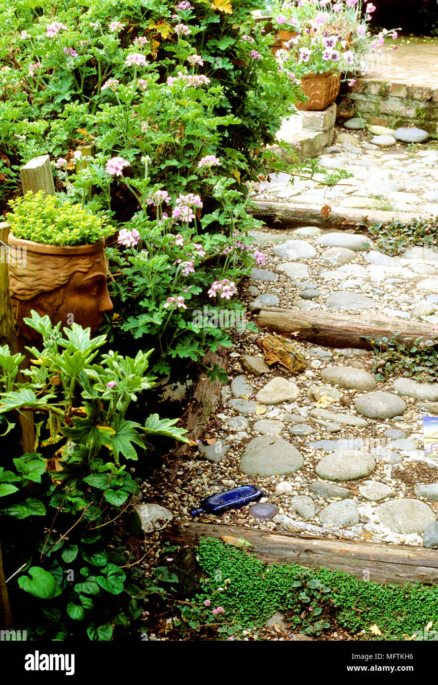 Étapes pavées avec une plantation de bordure de Pelargonium graveolens et Lime Thymus Banque D'Images