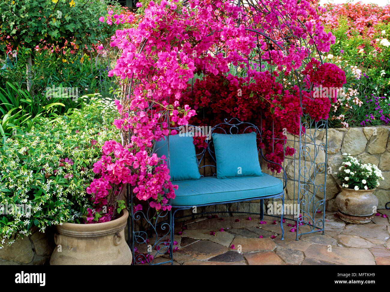 Un siège bleu ci-dessous une tonnelle de bougainvilliers, Rosa et Trachelospermum jasminoides Banque D'Images