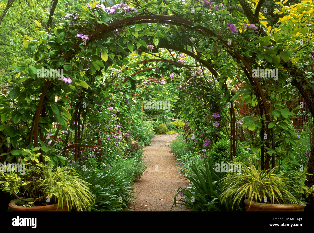 Coglizer jardin avec une vue à travers la plantation d'une pergola en arc de Clematis 'Lady Northcliff' Hakonechloa macra 'Aureola et l' Banque D'Images