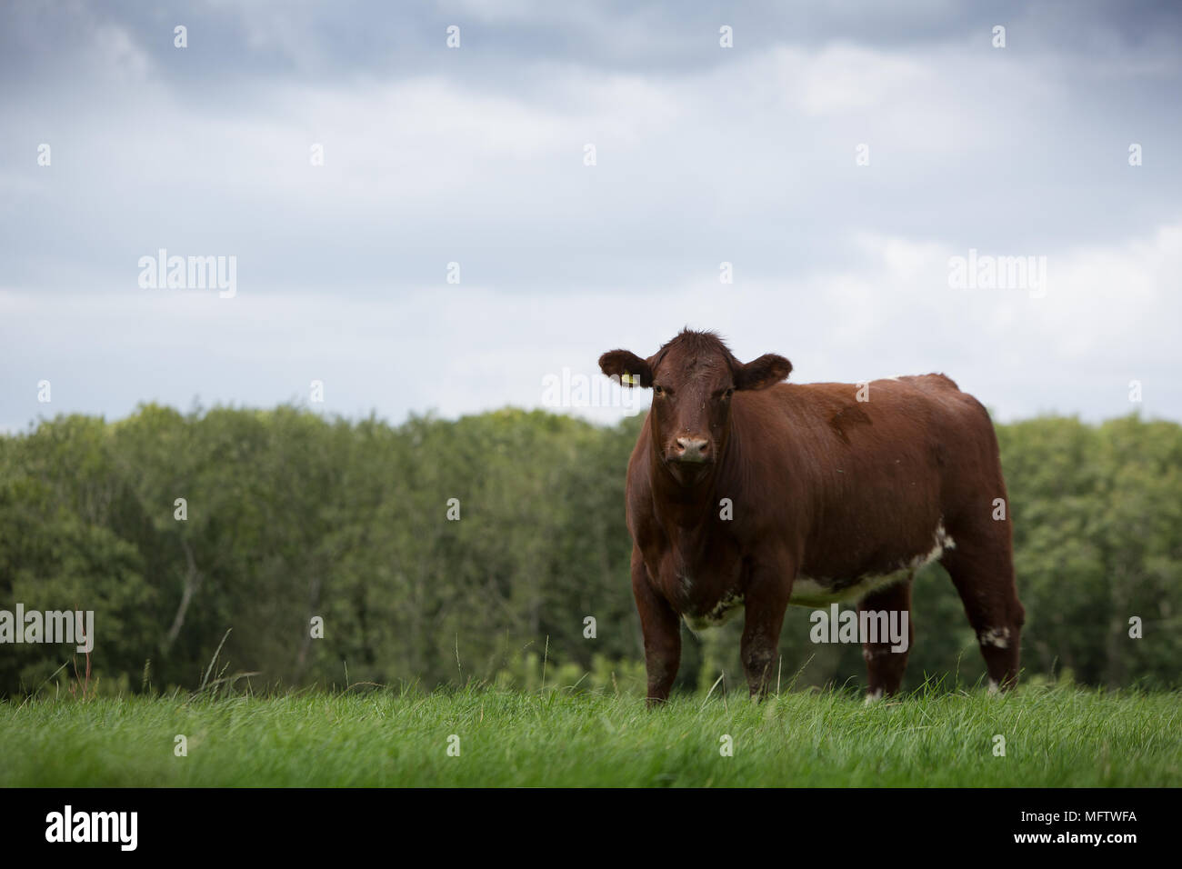 Génisse Shorthorn boeuf standing in field Banque D'Images