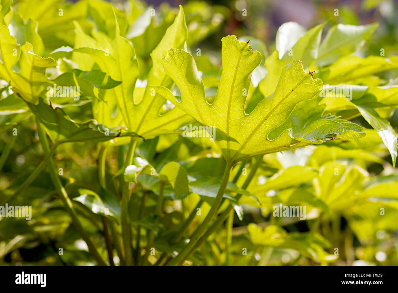 Fatsia japonica rétroéclairé feuilles par la lumière du soleil Banque D'Images