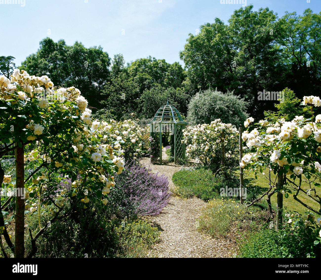 Un pays jardin de gravier chemin, un jardin de roses avec roses standard et pavillon, Banque D'Images