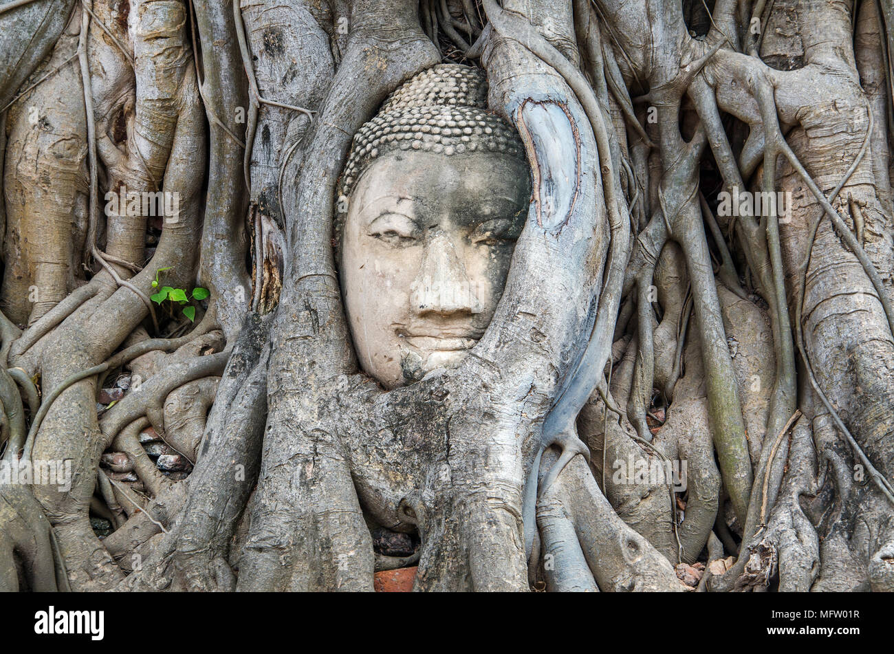Chef du Bouddha la racine de l'arbre est étonnant en Thaïlande. Racines de l'arbre Bodhi à Wat Maha That Ayutthaya Banque D'Images