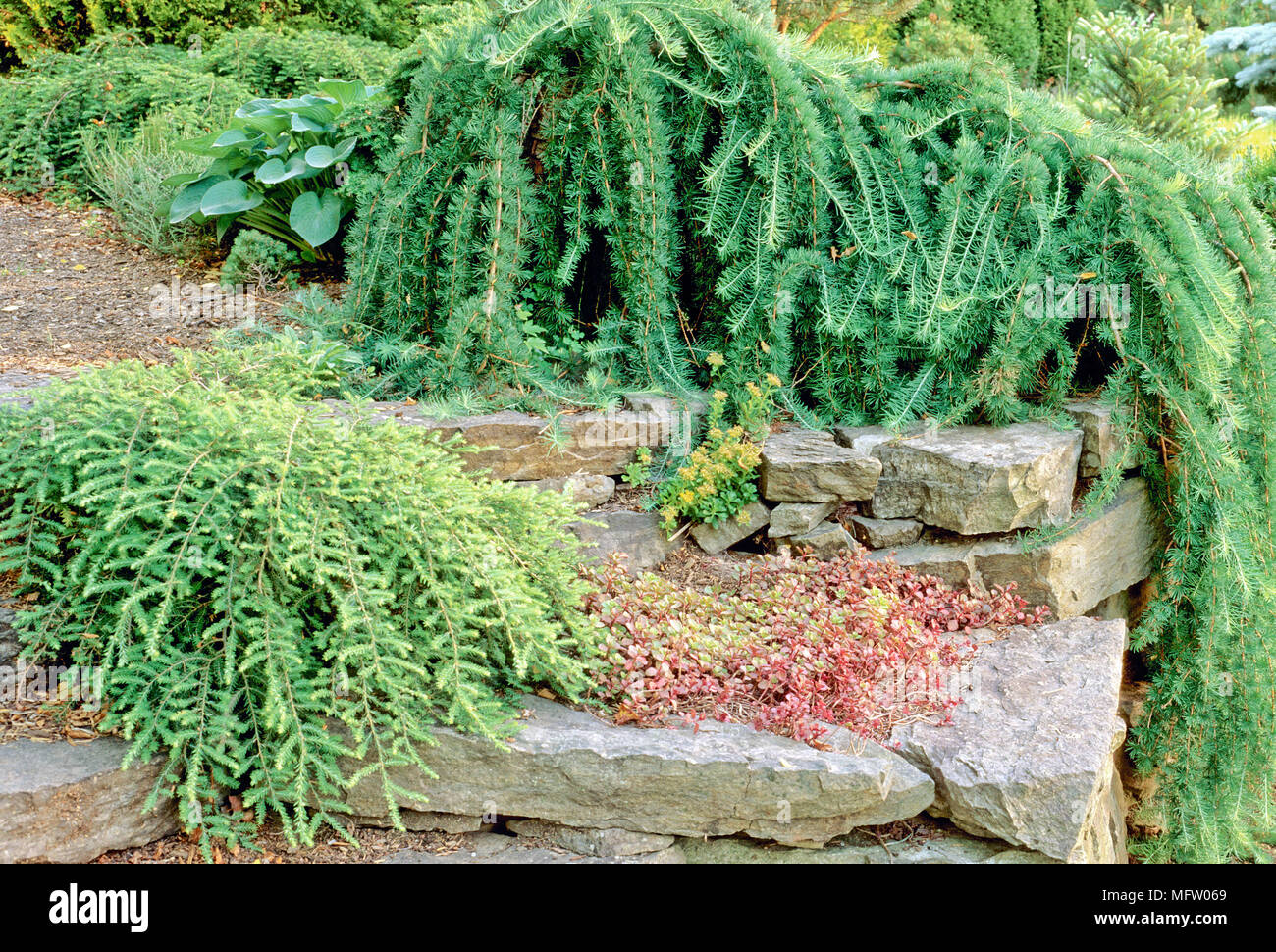 Jardin de rocaille planté de Tsuga canadensis 'Pendula', Larix deciduas 'Pendula', Sedum spurium 'Red Carpet' et Sedum kamtschaticum Banque D'Images