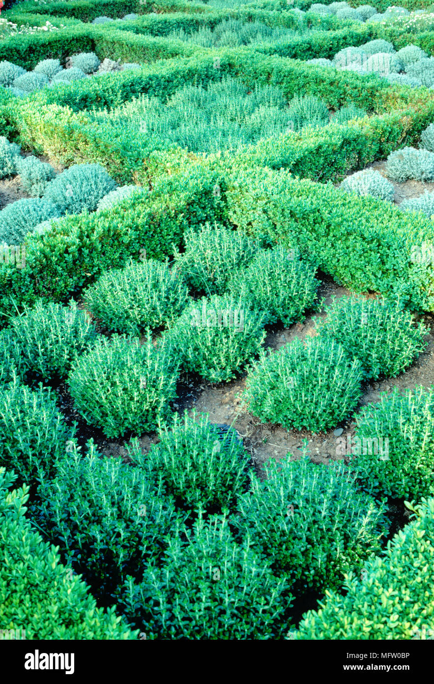 Un lit de Buxus et Teucrium chamaedrys Banque D'Images