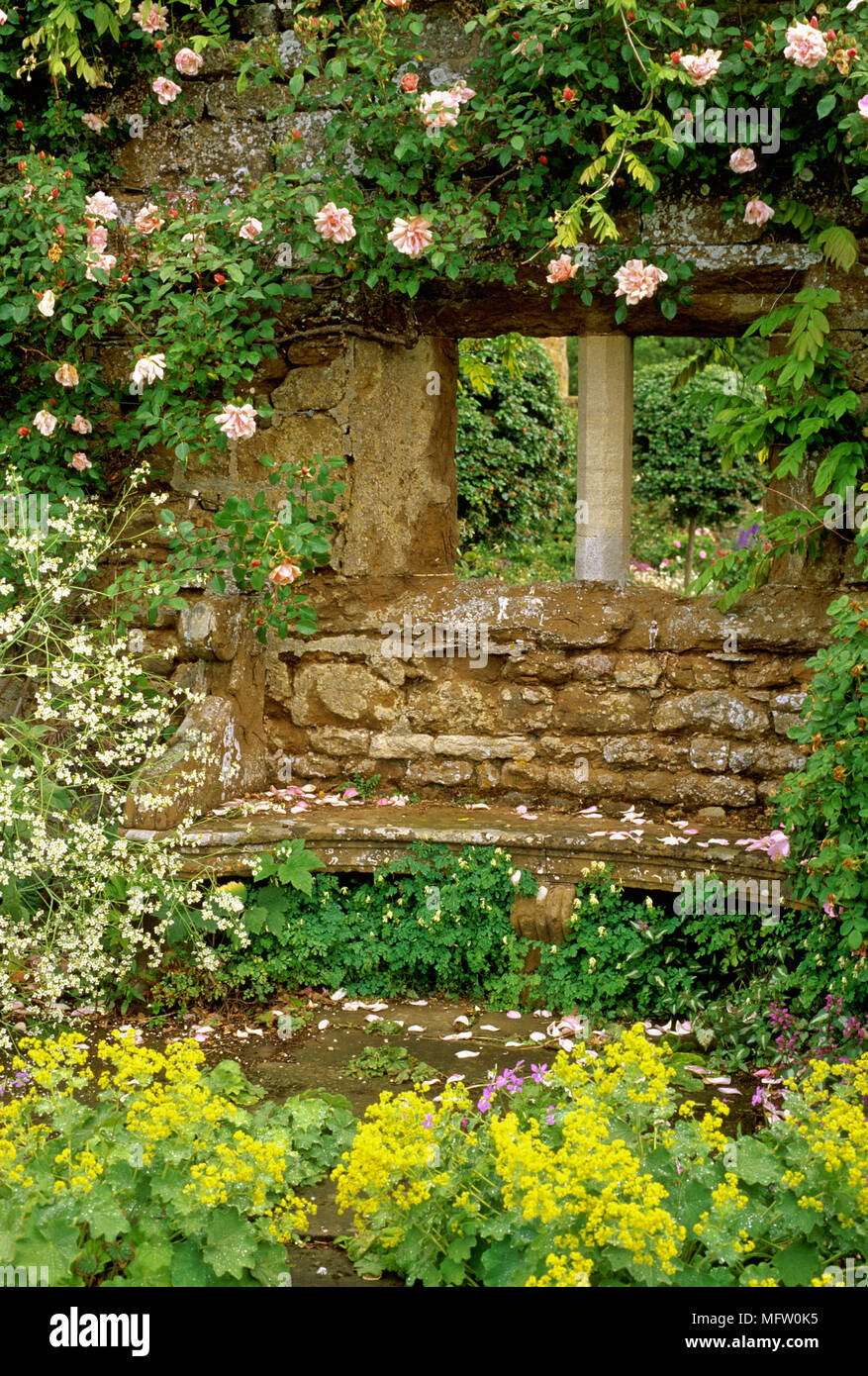 Rosa ÔAlbertineÕ grimpe sur mur de pierre avec un siège parmi les semis de Corydalis, Alchemilla mollis et Crambe cordifolia Banque D'Images