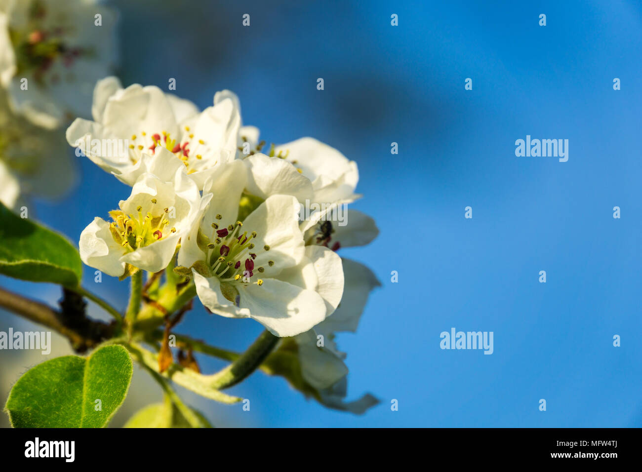 Allemagne, beau soleil brillant dans d'arbres en fleurs au printemps Banque D'Images