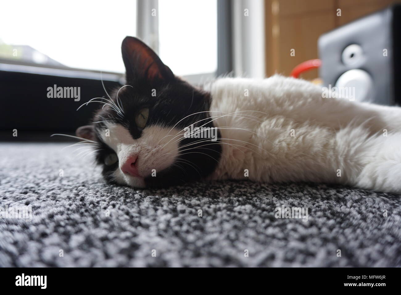 Chat noir et blanc portant sur le plancher Banque D'Images