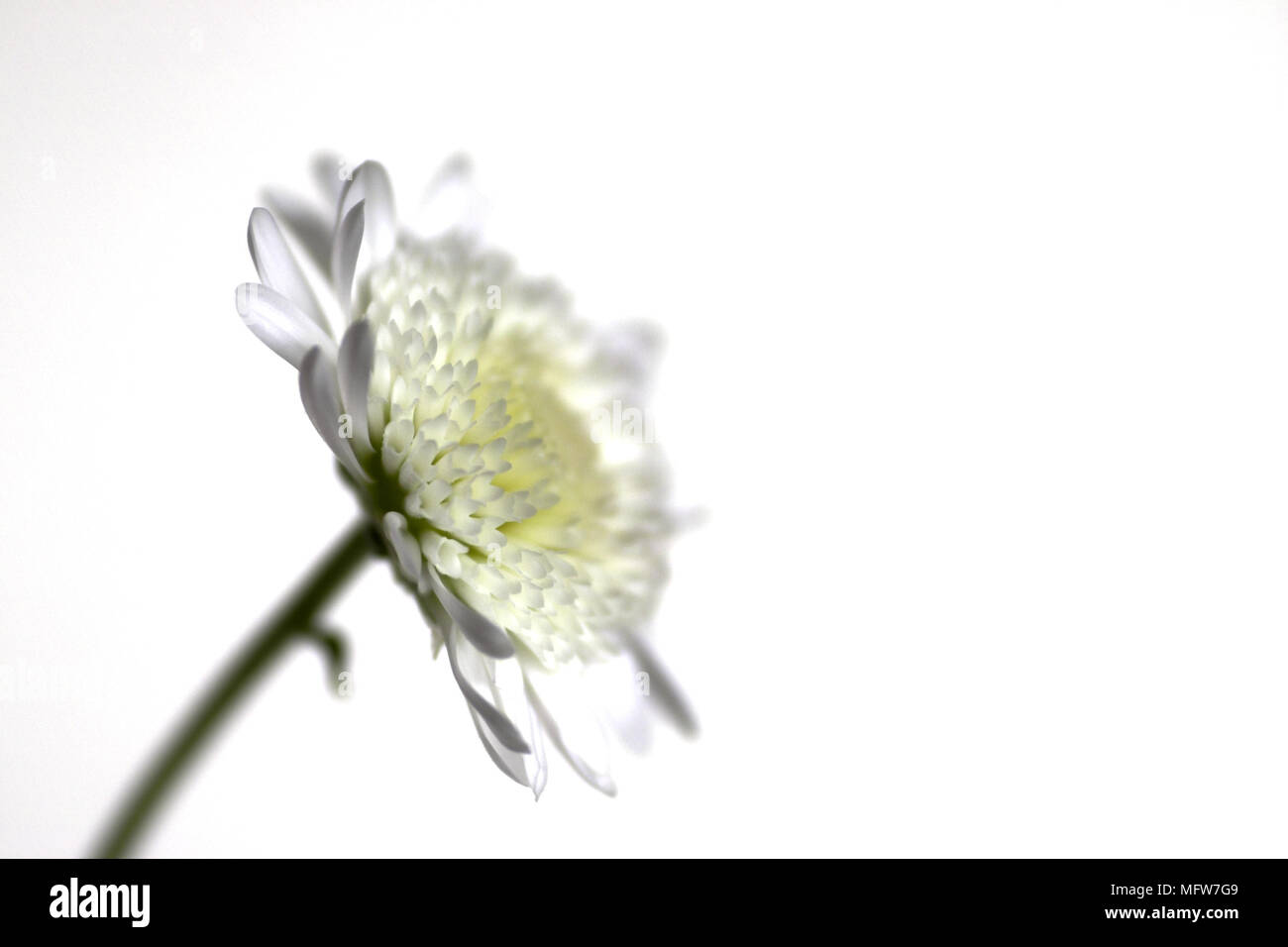 Détail de l'Albany Chrysanthemum morifolium chrysanthème du fleuriste. Banque D'Images