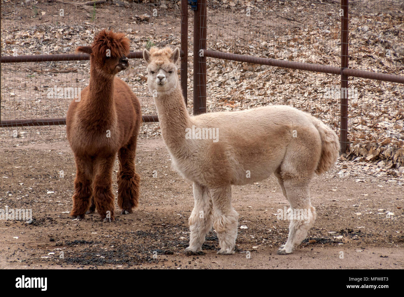Lamas Banque D'Images