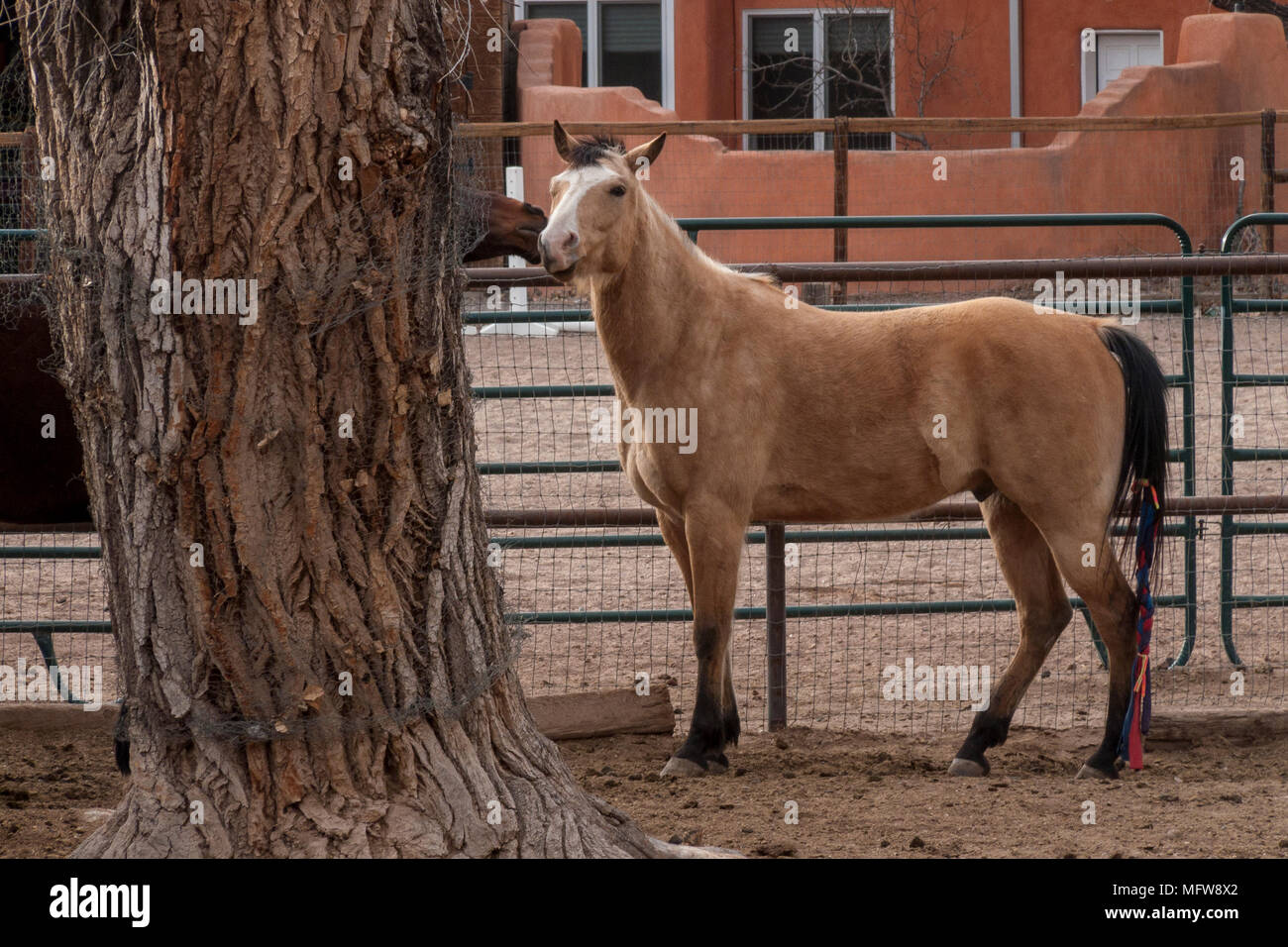 Chevaux de Corrales, New Mexico Banque D'Images