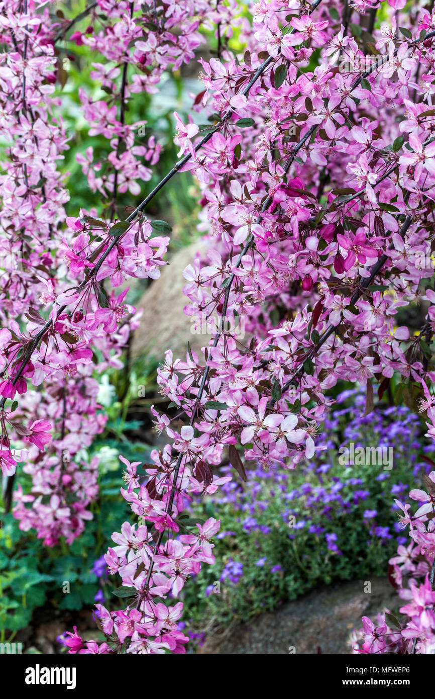 Pommier Malus, Crabe royal Beauty Banque D'Images