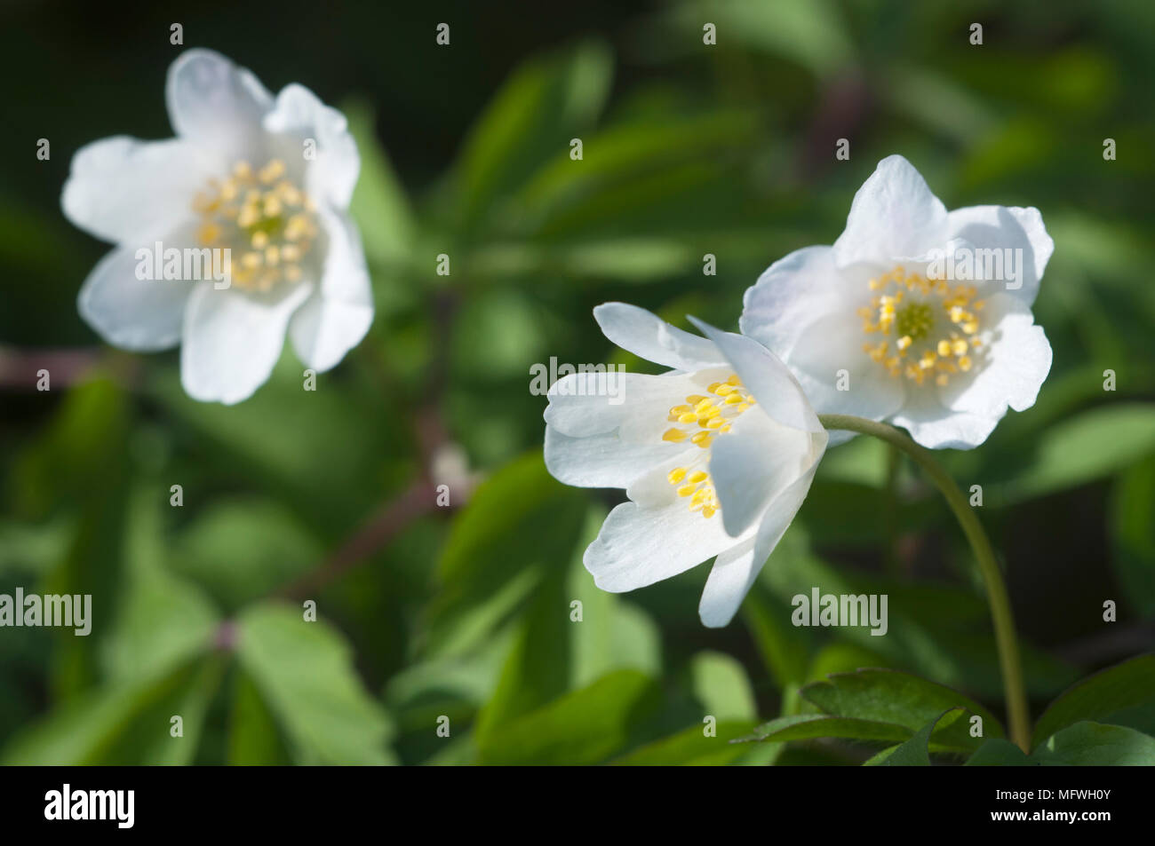 Anémone des bois fleurs, gros plan, l'accent local Banque D'Images