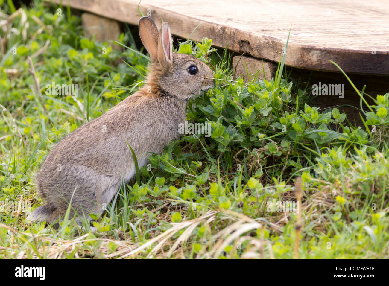 Jeune lapin de printemps de manger la végétation près des jeux à Pulborogh brooks réserve naturelle. Oryctolagus cunniculus sont une espèce introduite au moyen âge. Banque D'Images