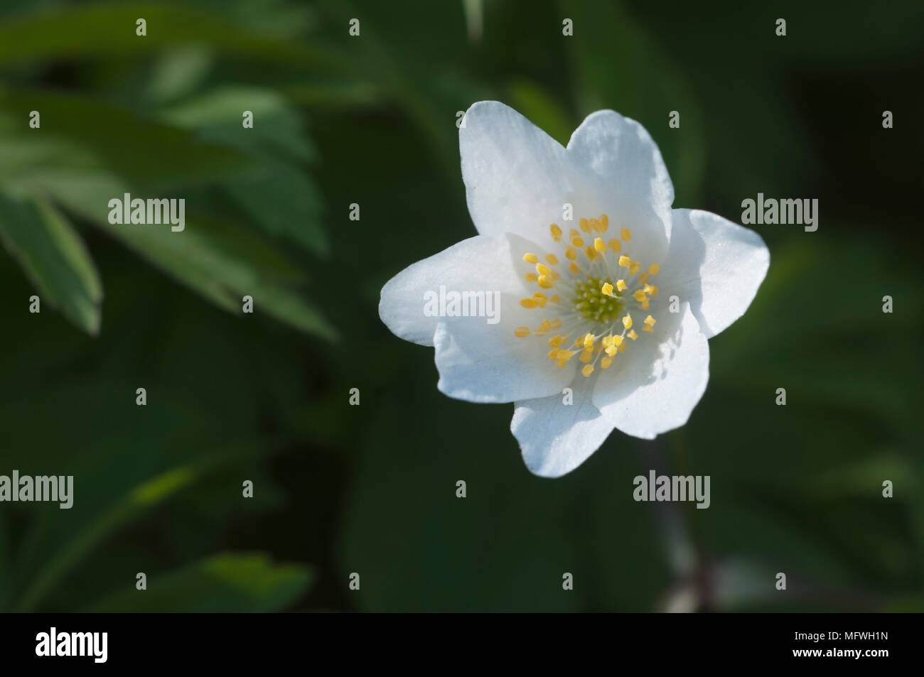 Anémone des bois fleurs, gros plan, l'accent local Banque D'Images