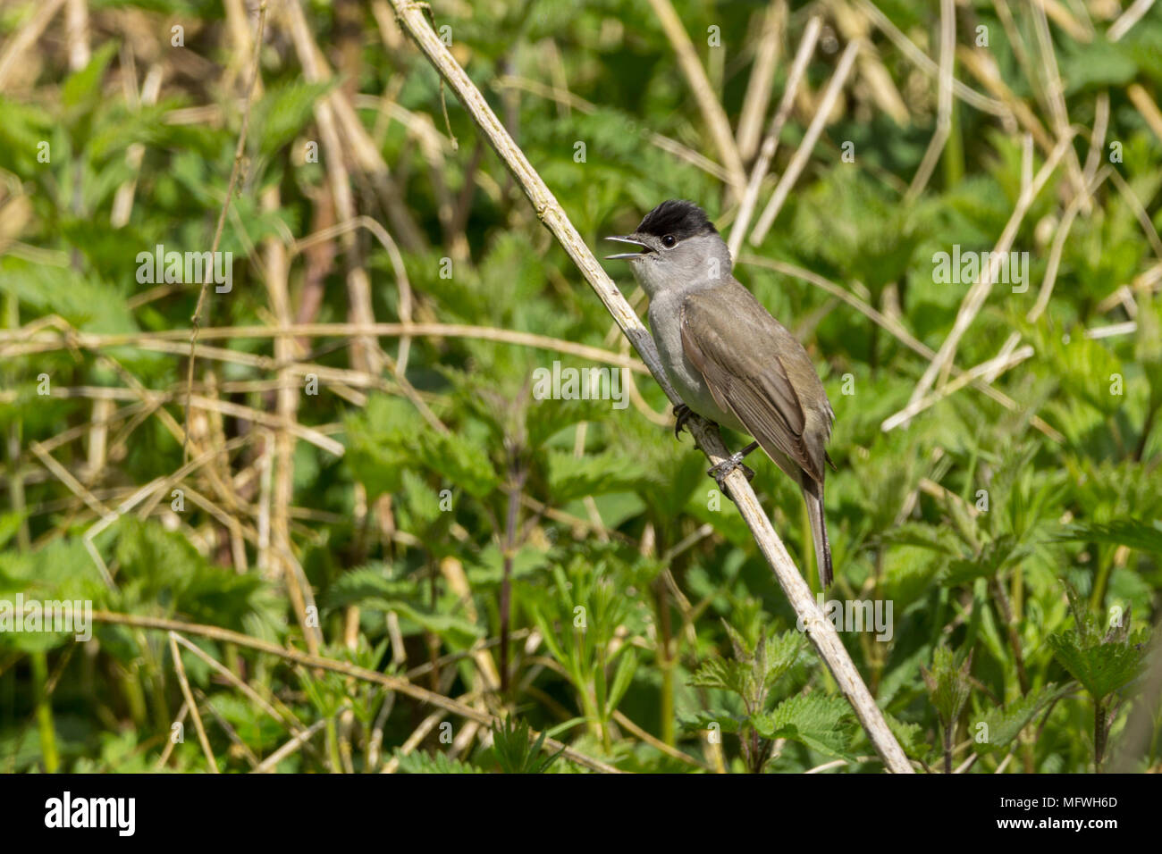 Black CAP en avril saison de reproduction 2018. Homme black cap (Sylvia atricapilla) une plus grande orangée mais plus petit qu'un moineau. Corps gris avec capuchon noir. Banque D'Images