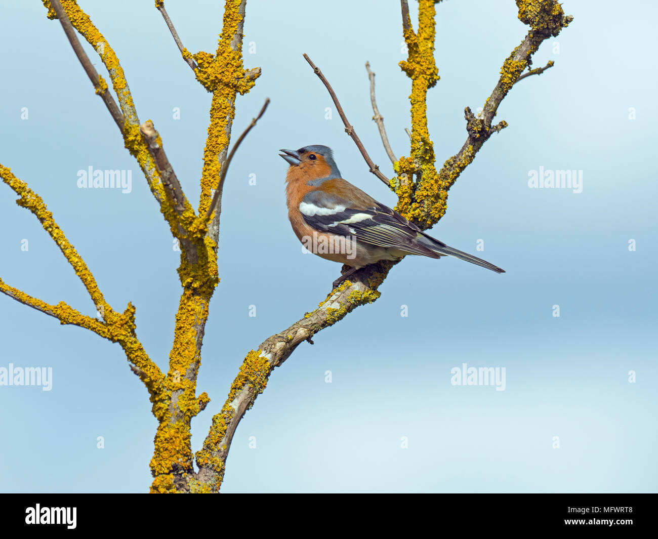 Chaffinch Fringilla coelebs mâle dans hedge Banque D'Images