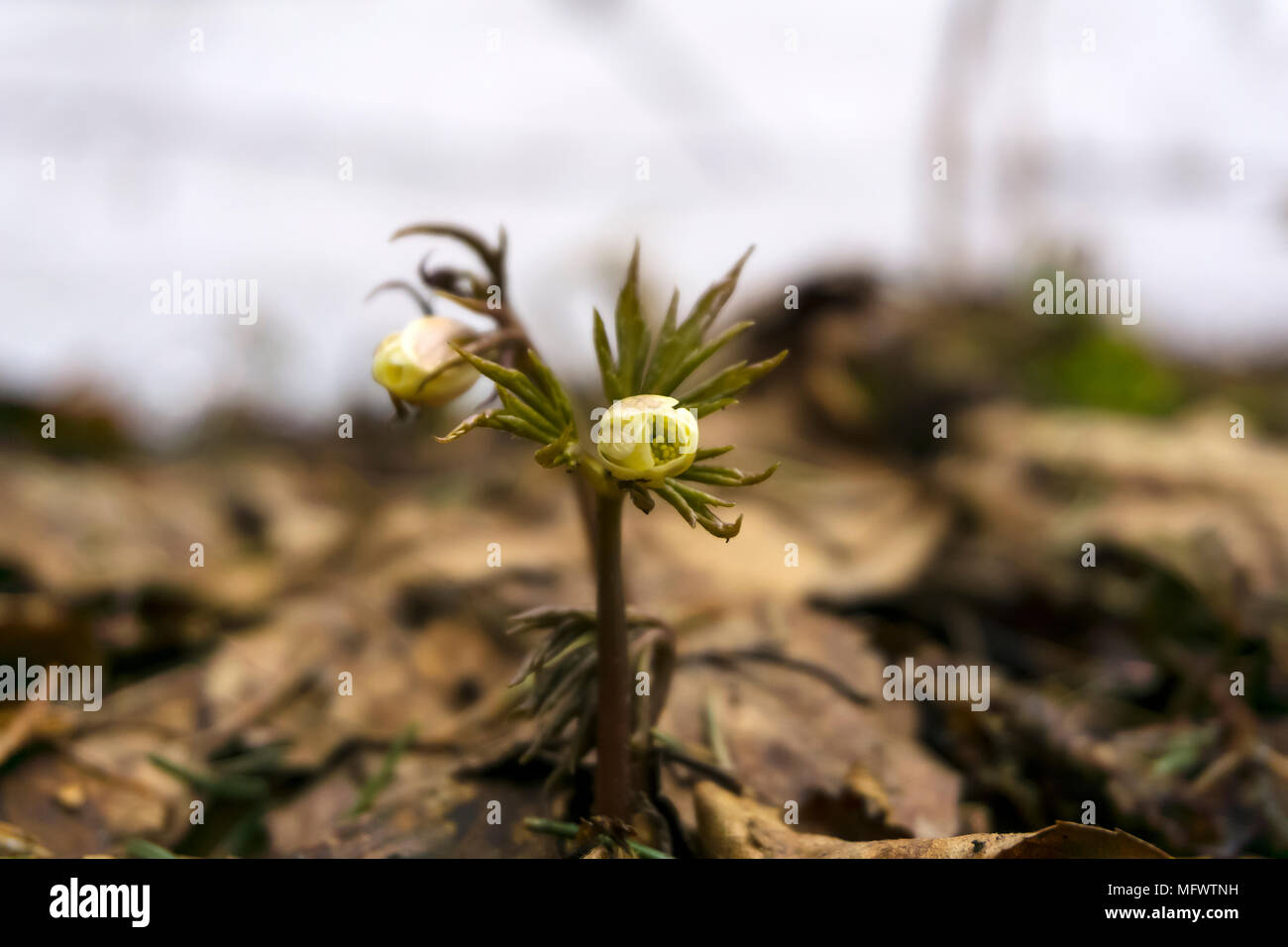 Les bourgeons non ouvert de perce-neige Anemone uralensis ('wind flower') entre la litière forestière au début du printemps après la fonte des neiges Banque D'Images