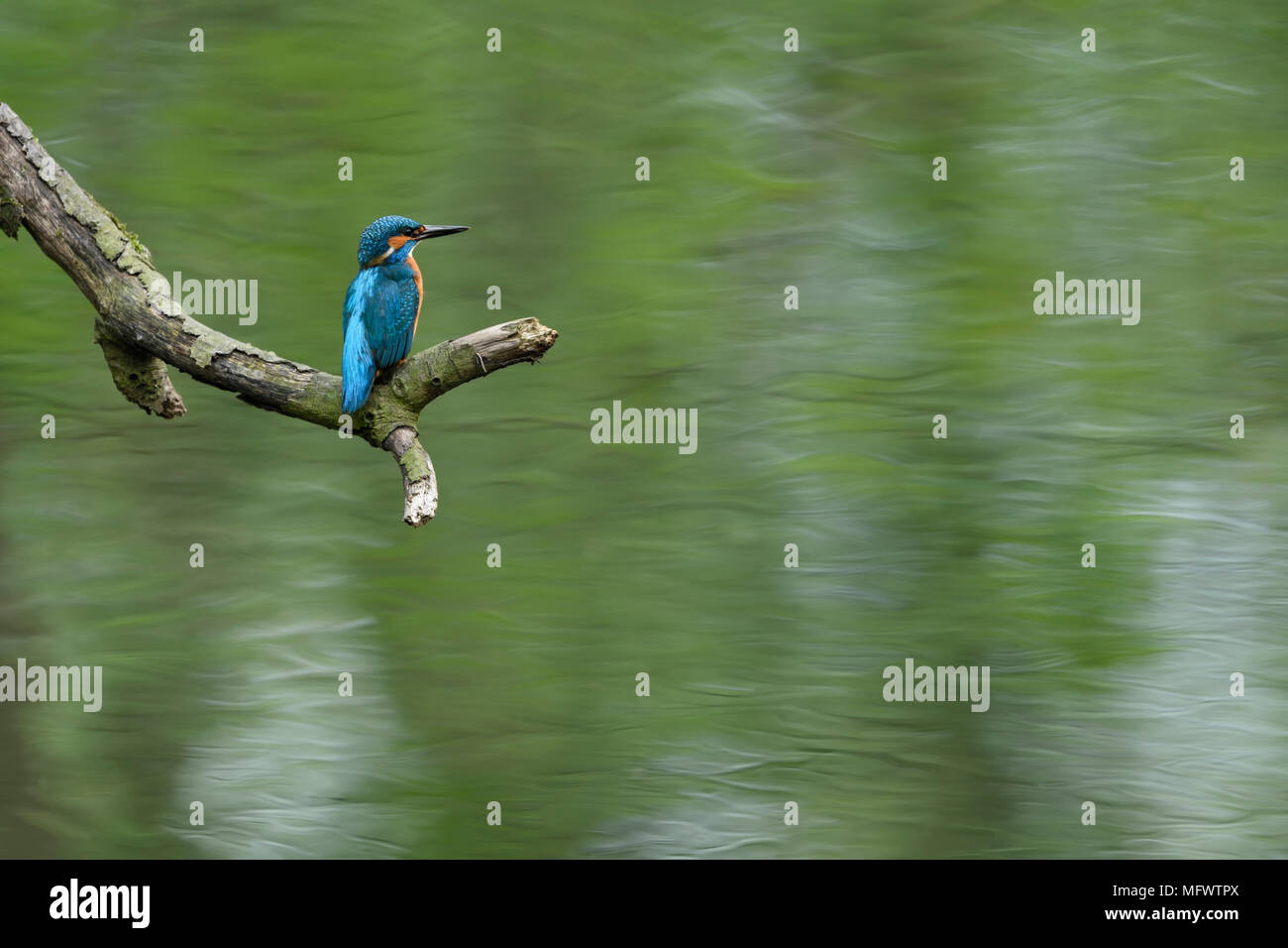 Kingfisher Alcedo atthis eurasien ( ) homme adulte au printemps, perché sur une branche près au-dessus de l'eau, à regarder pour son territoire, la faune, l'Europe. Banque D'Images