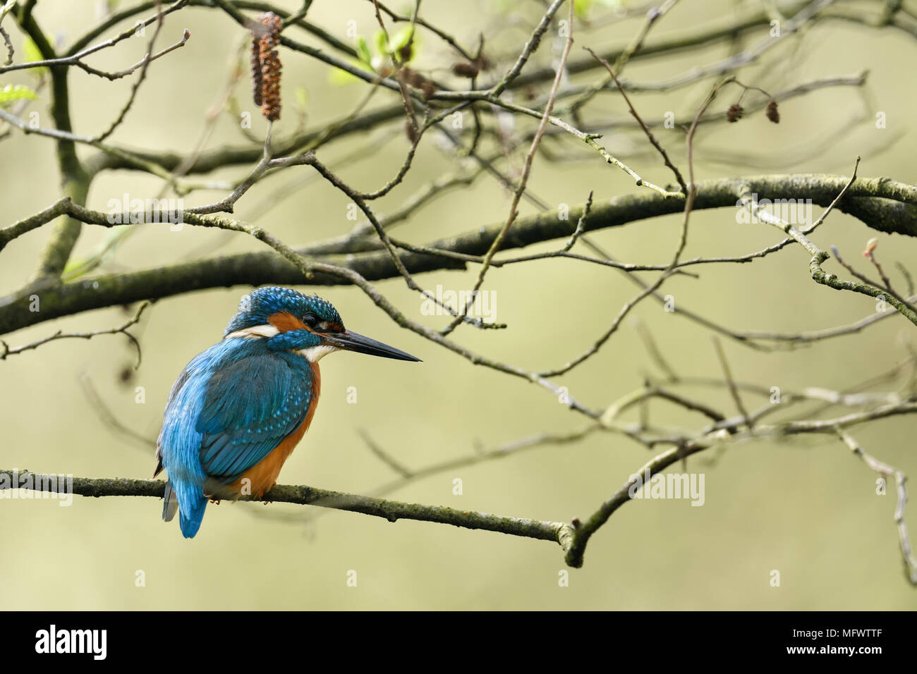 Kingfisher commun / Optimize ( Alcedo atthis ), homme, oiseau, perché dans un arbre de l'aulne pour la chasse, l'arrière vue, la faune, l'Europe. Banque D'Images