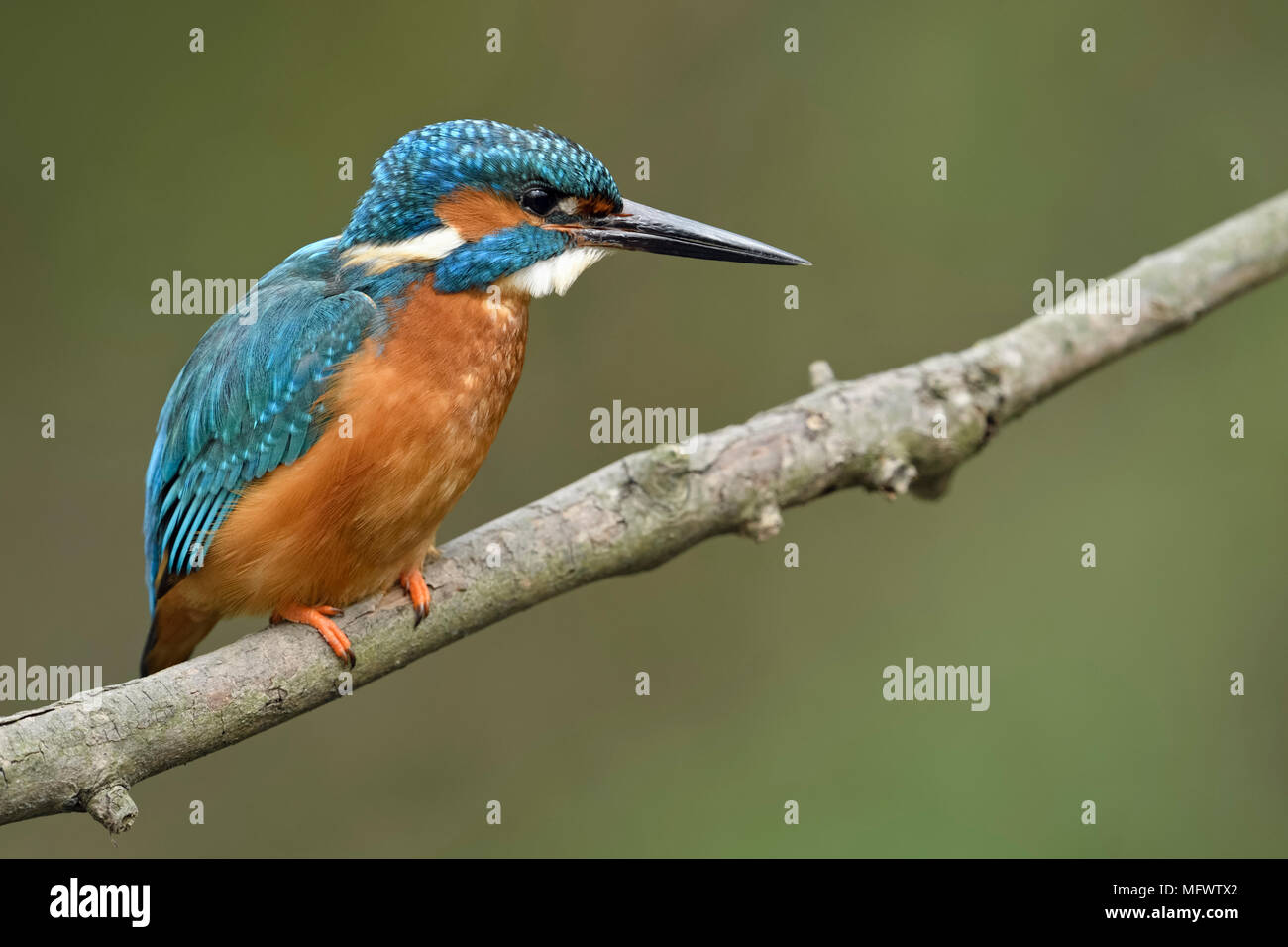 Kingfisher eurasien Alcedo atthis Optimize ( / ), l'homme adulte au printemps, perché sur une branche pour la chasse, regarder concentré, la faune, l'Europe. Banque D'Images