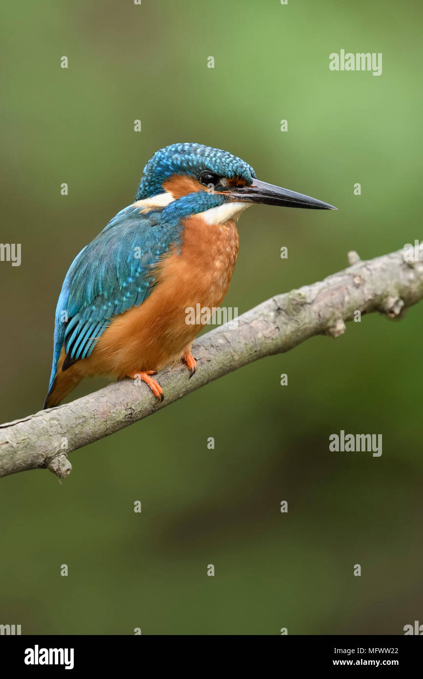 Kingfisher eurasien Alcedo atthis / Optimize ( ) au printemps, perché sur une branche au-dessus de la berge d'une petite rivière, la faune, l'Europe. Banque D'Images