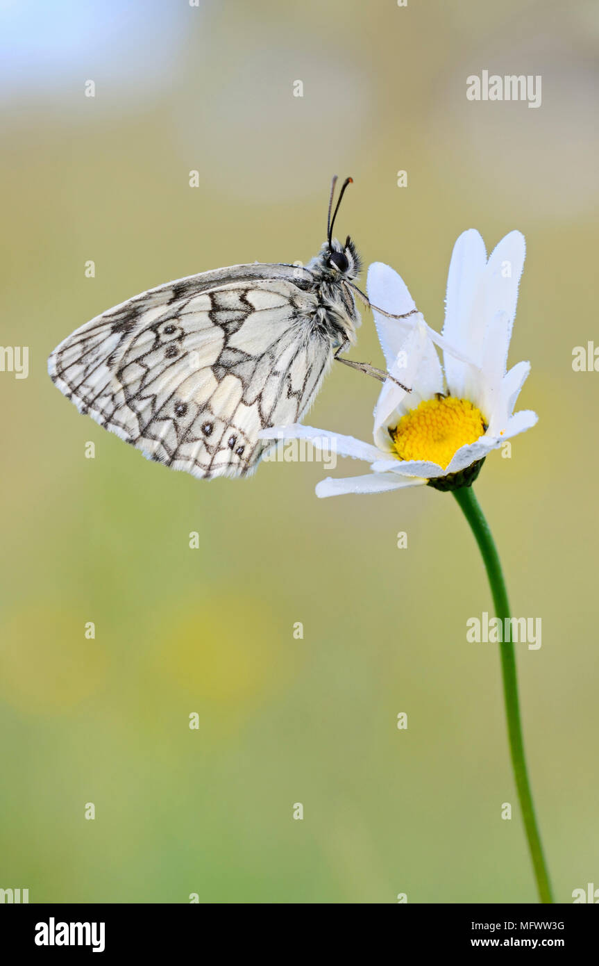Marbré de Blanc / Schachbrettfalter ( Melanargia galathea ), homme, reposant sur une fleur en fleur (oxeye daisy), de la faune, de l'Europe. Banque D'Images