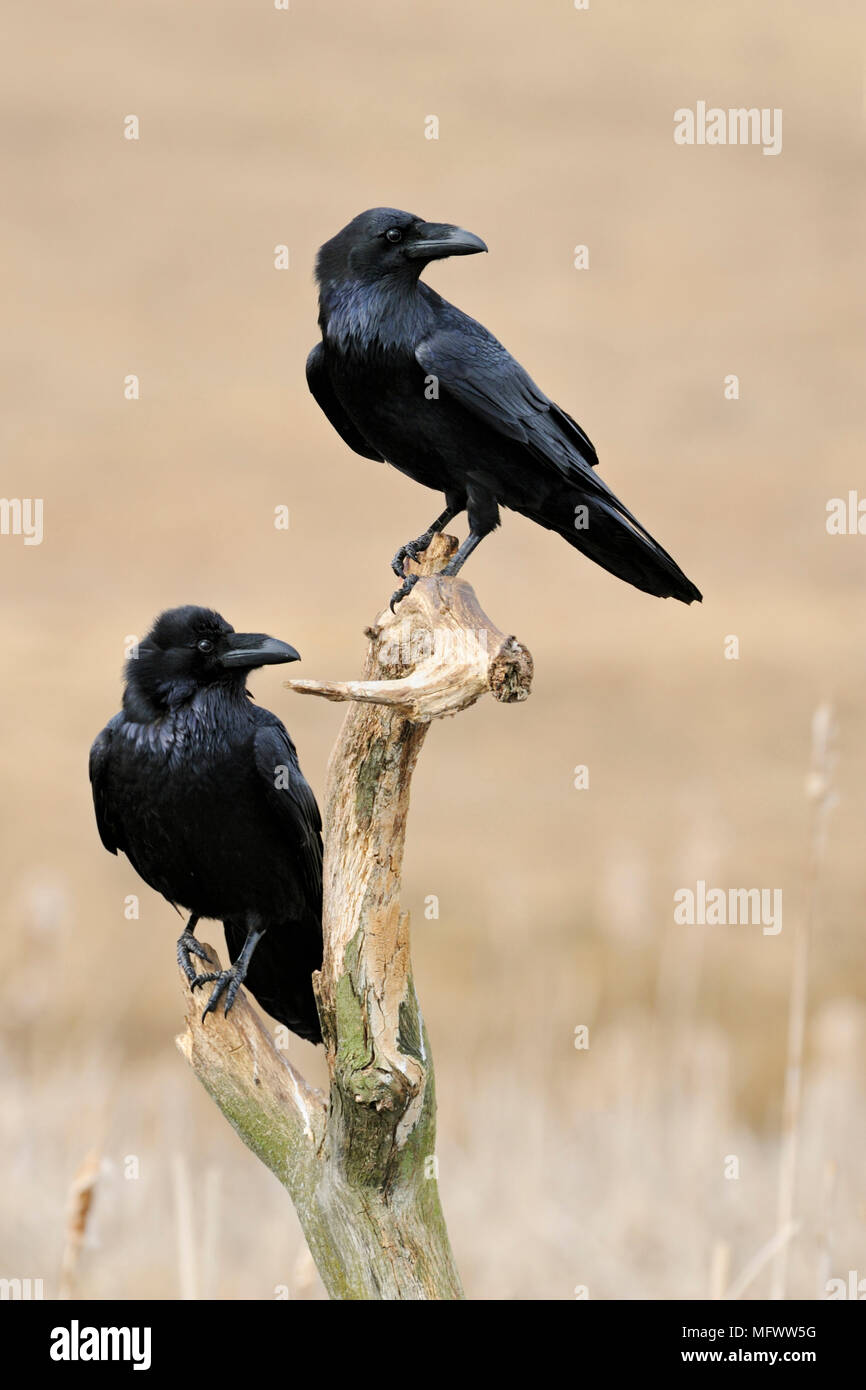 Grand Corbeau Corvus corax / Kolkraben ( ), deux ensemble, perché sur le reste d'un arbre pourri au-dessus de roseaux en zone humide, fait tourner les têtes, de la faune, de l'Europe. Banque D'Images