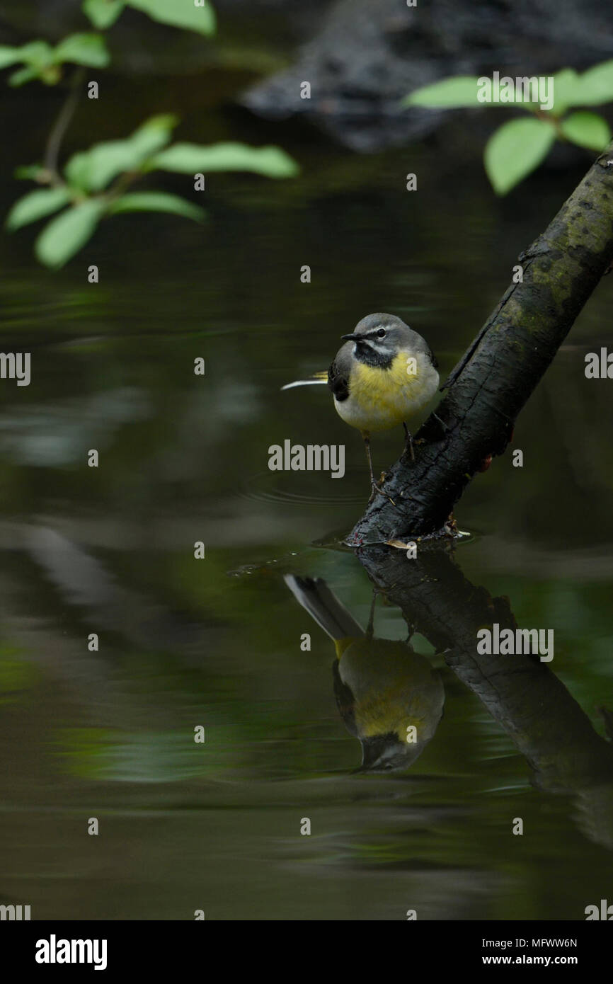 Bergeronnette des ruisseaux Motacilla cinerea Gebirgsstelze ( / ) perché sur une branche près au-dessus de la surface de l'eau d'un ruisseau naturel, de la faune, de l'Europe. Banque D'Images