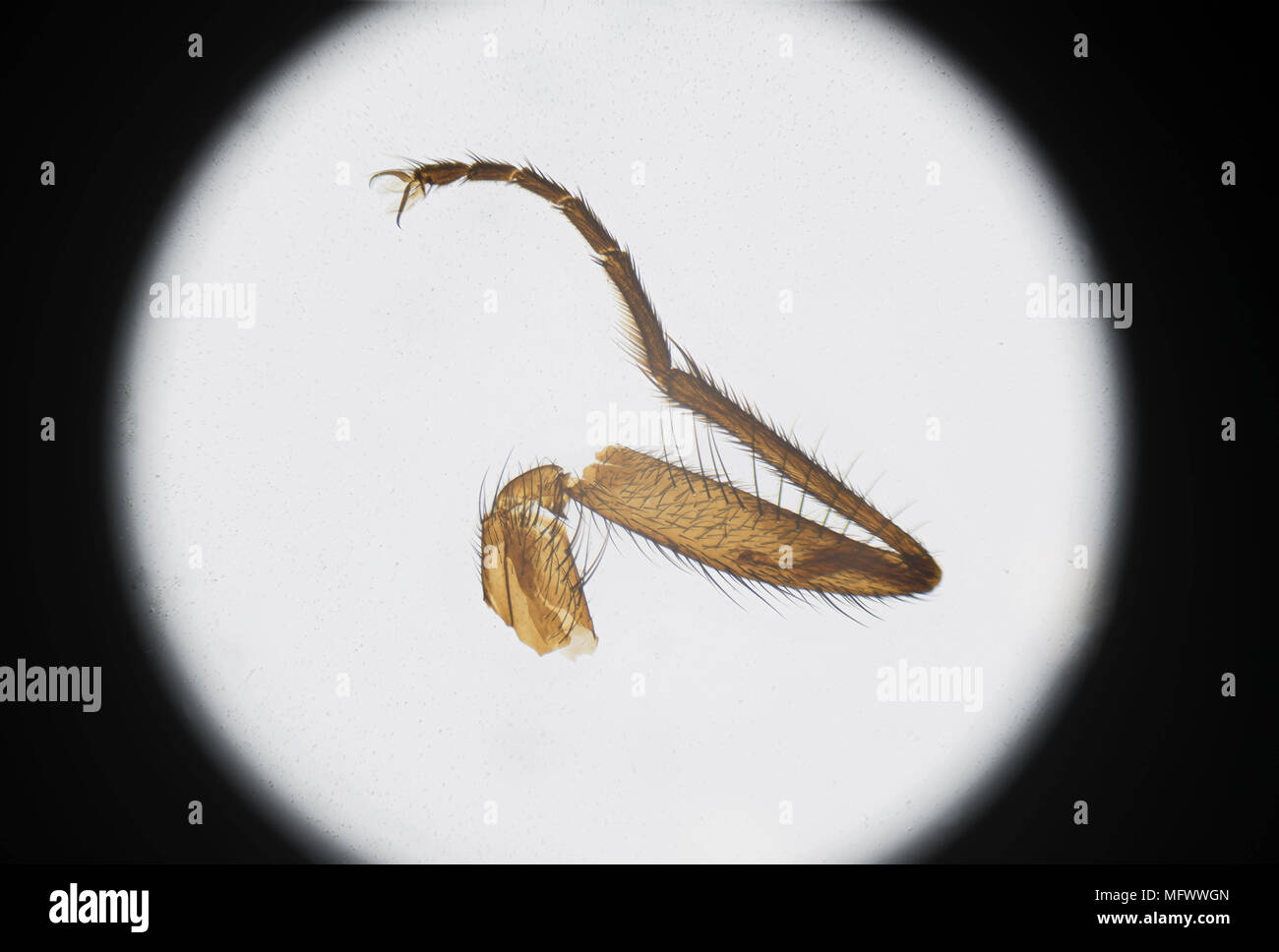 Photographie microscopique d'une mouche leg Banque D'Images