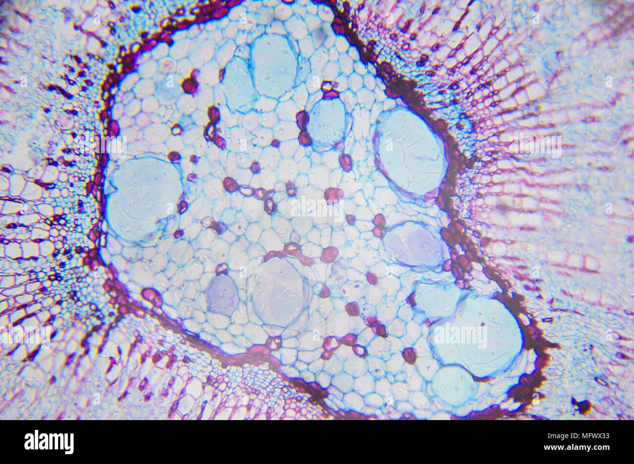La photographie microscopique. Core d'une tige d'Xylophyta dicotylédone, section transversale. Banque D'Images