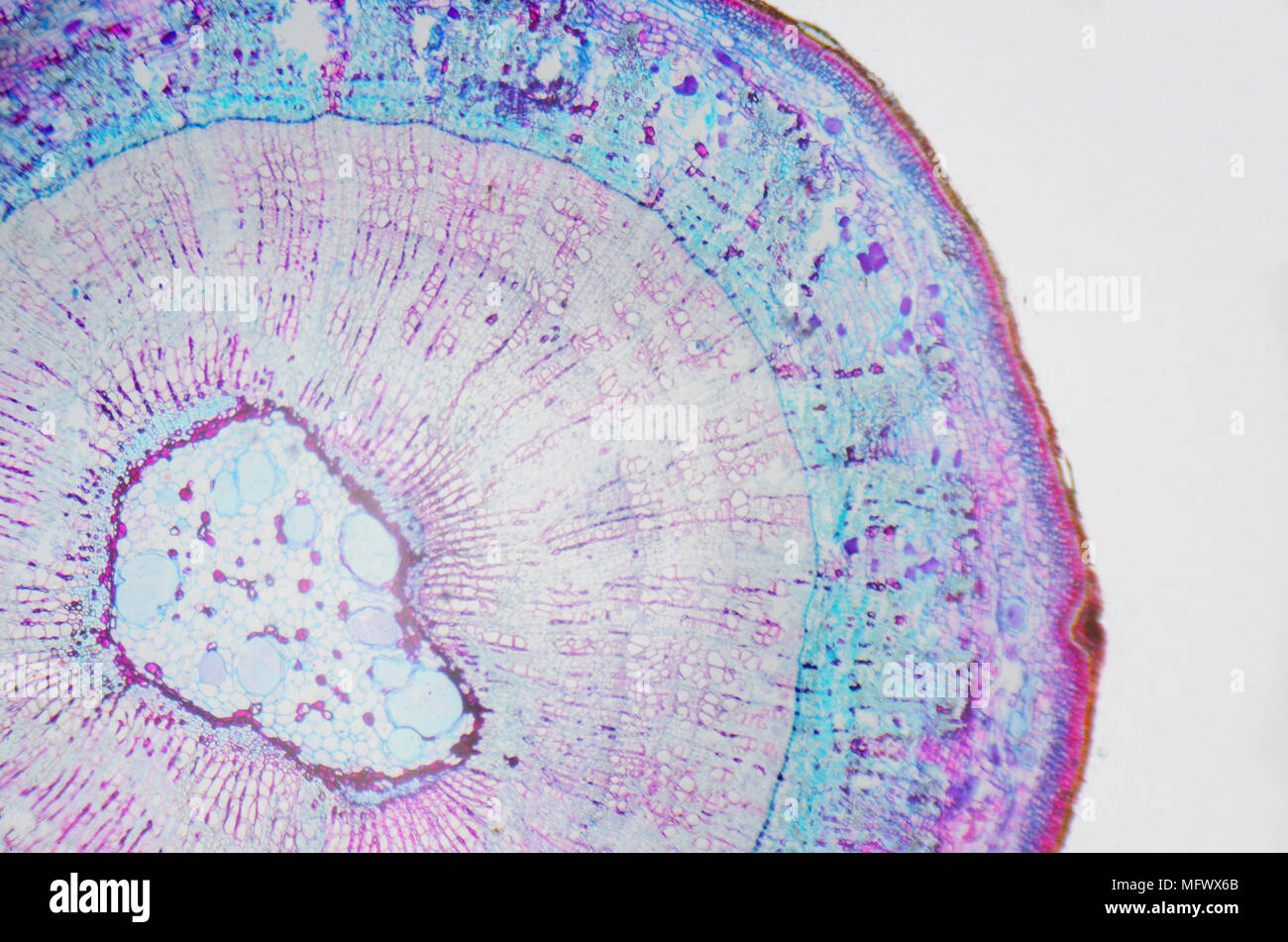 La photographie microscopique. Tige d'Xylophyta dicotylédone, section transversale. Banque D'Images